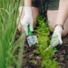 Как защитить морковь и лук от вредителей: советы агронома