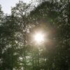 Во всех районах Гродненской области ограничено посещение лесов