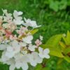 Жара и кратковременные дожди. Синоптики о погоде на неделю