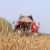 Минсельхозпрод: в Беларуси собрано более 97,5% культур
