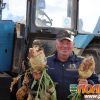 В СПК "Маяк-Заполье" идет уборка сахарной свеклы и кукурузы