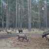 В Беловежской пуще начали проводить зимнюю подкормку животных