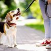 В Кореличах решением райисполкома определена площадка для выгула собак