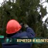 В лесу вовсю кипит работа. Зачем в Гродненской области целыми тоннами собирают сосновые шишки