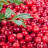 Какие ягоды запрещено собирать и что за это будет?